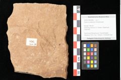Foto (Objekt + Etikett) von Quercus palaeoilex Ettingshausen (NHMW-GEO-2024-0188-0896)